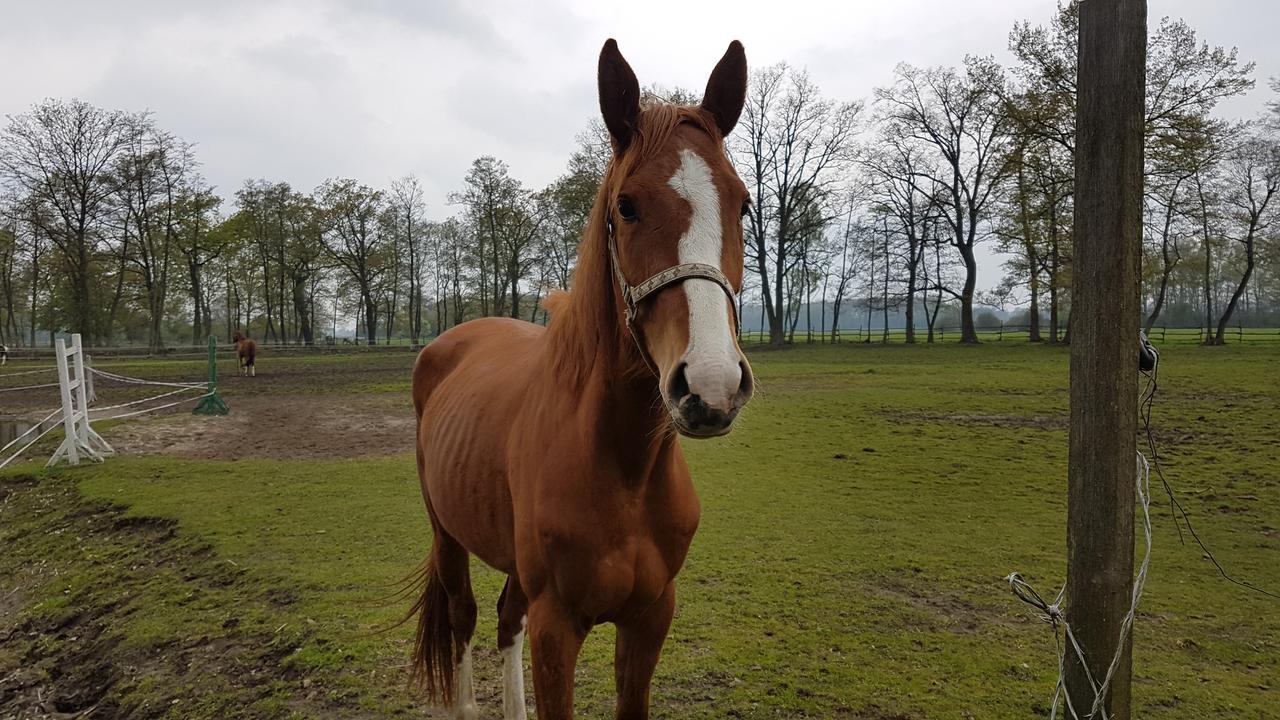 Zajazd Bonanza Jedrzychowice  Esterno foto
